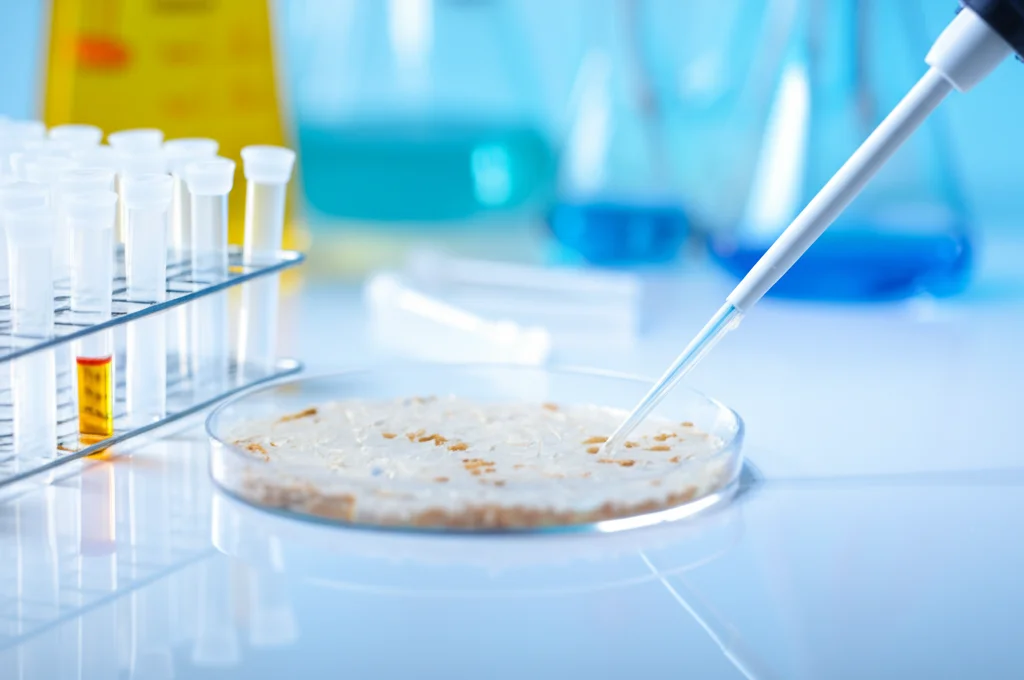 Immagine di laboratorio still life: una piastra di Petri con semi di riso 'Nipponbare', accanto a provette Eppendorf contenenti DNA estratto e una pipetta automatica. Sfondo pulito e leggermente sfocato di un bancone da laboratorio. Obiettivo macro 85mm, illuminazione da studio controllata, alta definizione, focus preciso sui semi e sulle provette.