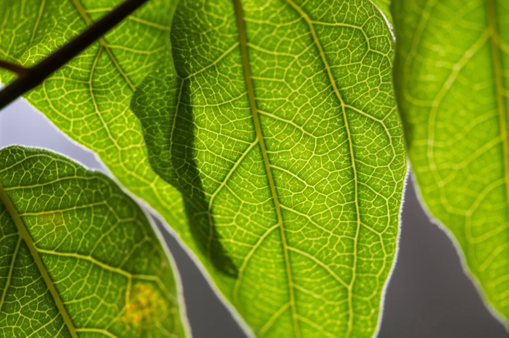 Foglie della pianta Combretum erythrophyllum in primo piano, lente macro 90mm, alta definizione, illuminazione controllata per evidenziare le venature e la texture superficiale.