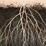 Immagine fotorealistica, obiettivo primario, 35mm, profondità di campo, che mostra una sezione trasversale di suolo sano e scuro con apparati radicali visibili che penetrano in profondità, in contrasto con uno strato superiore di suolo più chiaro e salino. Simboleggia la bonifica sottosuperficiale del suolo.