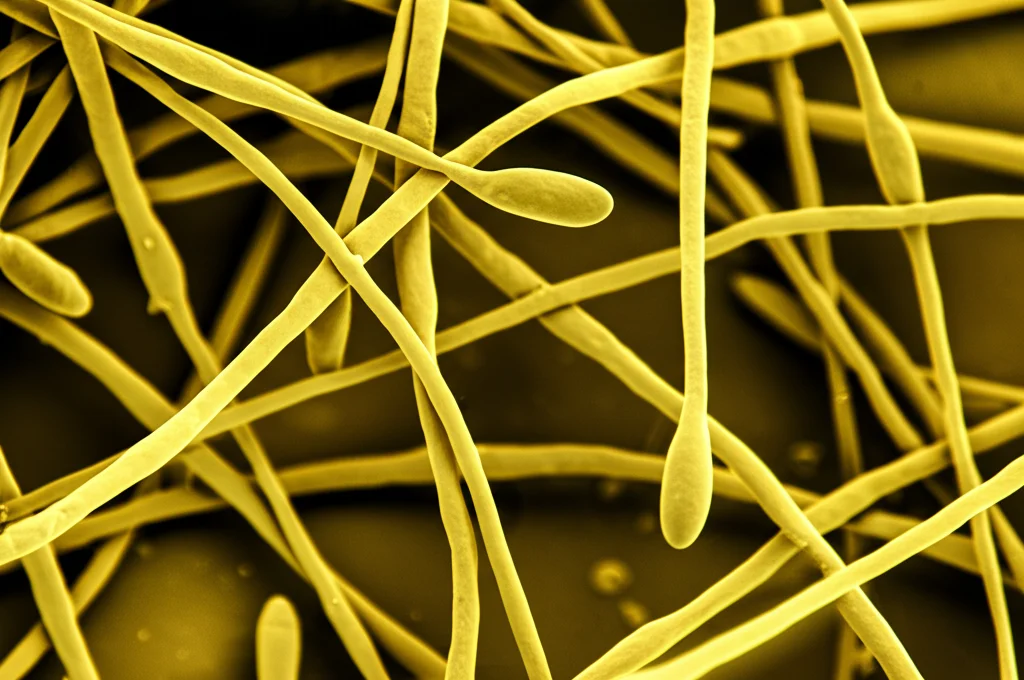 Microscopia elettronica a scansione che mostra i conidi ovali del fungo Verticillium dahliae (huangweibingjun) staccati dai conidiofori, obiettivo macro 100mm, alta definizione, messa a fuoco precisa sui dettagli delle spore.