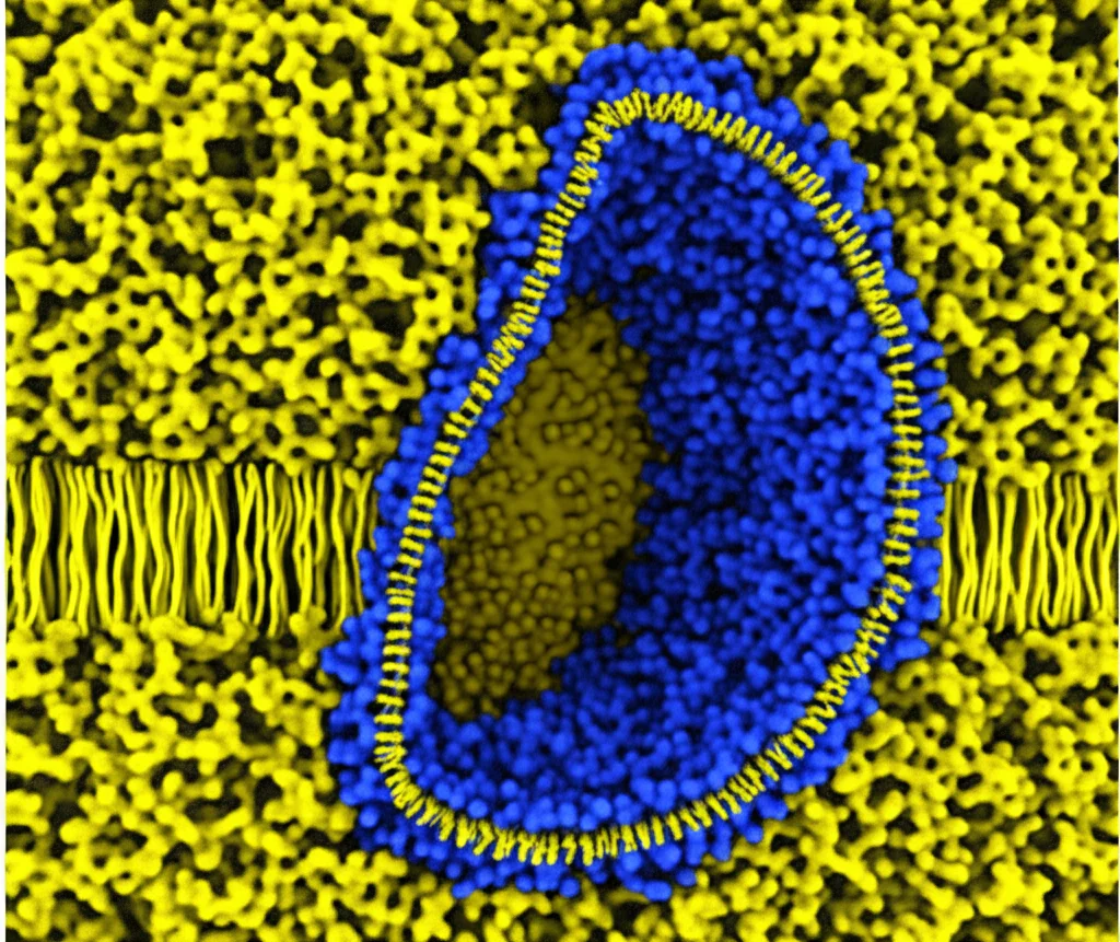 Rendering 3D scientifico della proteina PimE incorporata in una membrana lipidica, vista in sezione trasversale, obiettivo prime 35mm, profondità di campo, che evidenzia la cavità interna a forma di anacardo dove legano i substrati, colori duotone blu e giallo per distinguere proteina e cavità.