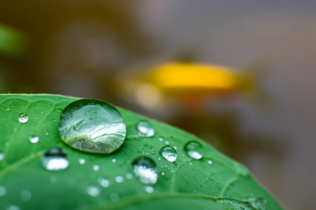 Fotografia macro di gocce d'acqua su una foglia verde in un campo agricolo, con un pesce Labeo rohita sfocato che nuota in un ruscello contaminato sullo sfondo. Obiettivo macro 90mm, illuminazione controllata, alta definizione, focus preciso sulla goccia che riflette sottilmente il pesce.