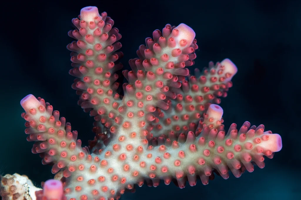 Macro fotografia di un corallo Pocillopora favosa vivo sott'acqua nel Mar Rosso, che mostra i suoi polipi rosa brillante estesi e la struttura ramificata dello scheletro sottostante. Obiettivo macro 90mm, alta definizione, illuminazione subacquea controllata per evidenziare i dettagli dei polipi e la texture verrucosa.