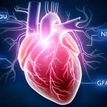 Immagine concettuale che mostra un cuore stilizzato collegato a un cervello luminoso tramite vasi sanguigni, con icone di biomarcatori (pTau, Aβ, NfL, GFAP) fluttuanti intorno. Utilizzare un obiettivo macro da 100mm per dettagli nitidi sul collegamento cuore-cervello, illuminazione controllata per enfatizzare la connessione, high detail, precise focusing.