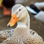 Primo piano di un'anatra mulard sana in un allevamento ben tenuto, obiettivo macro 100mm, alta definizione, illuminazione controllata che evidenzia la salute dell'animale, piume lucide e occhio vigile, in contrasto con il concetto di sorveglianza per l'influenza aviaria.