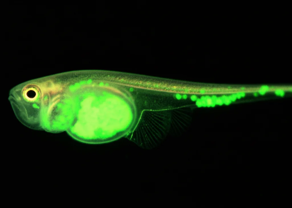 Fotografia di un embrione di zebrafish (Danio rerio) trasparente sotto un microscopio stereo, obiettivo macro 80mm, alta definizione. Si vedono chiaramente masse cellulari leucemiche fluorescenti (verdi) iniettate vicino al dotto di Cuvier (zona del cuore). Illuminazione da laboratorio controllata, sfondo neutro.