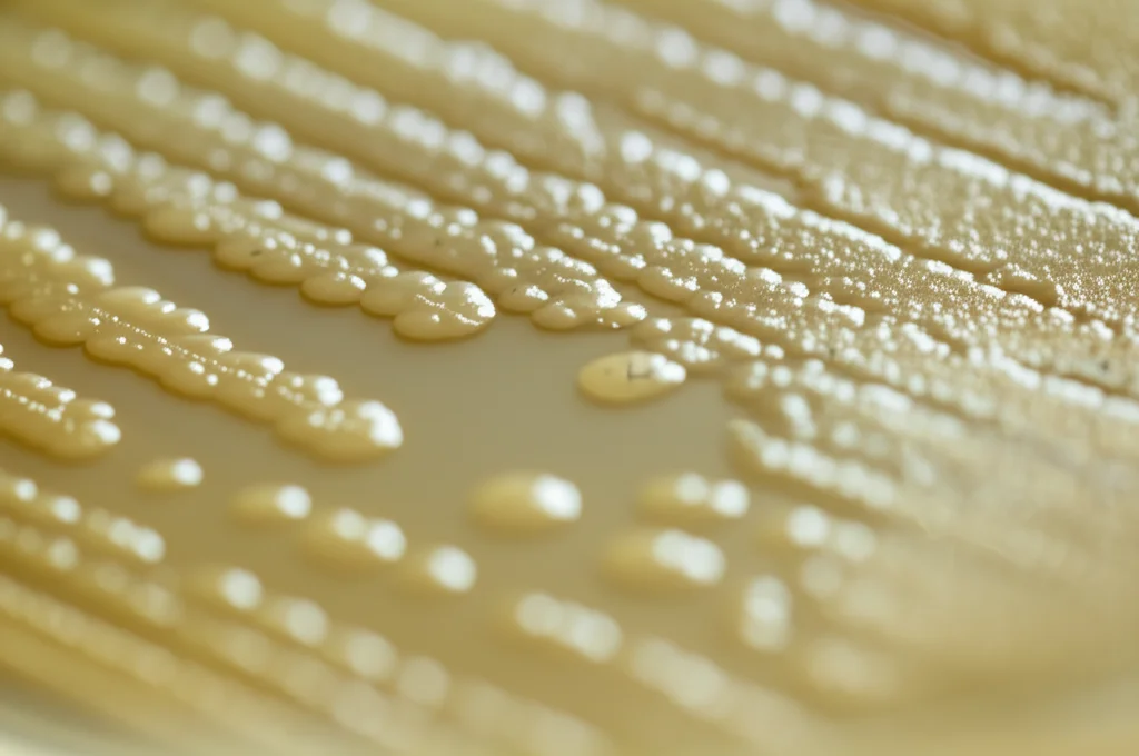 Still life in laboratorio, obiettivo macro da 100mm, che mostra una piastra di Petri con colonie di Lattobacilli brillanti e ben definite. Messa a fuoco precisa sulle colonie, illuminazione controllata che suggerisce l'attività metabolica, forse con una leggera aura luminosa o piccole molecole visualizzate attorno alle colonie, a simboleggiare la produzione di metionina e altri composti benefici.
