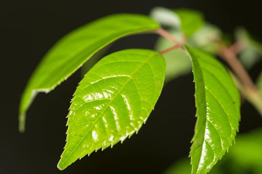 Fotografia macro di foglie verdi brillanti della pianta Tripterygium wilfordii, lente macro 90mm, alta definizione, illuminazione laterale controllata che evidenzia le venature e la texture della foglia su uno sfondo sfocato.
