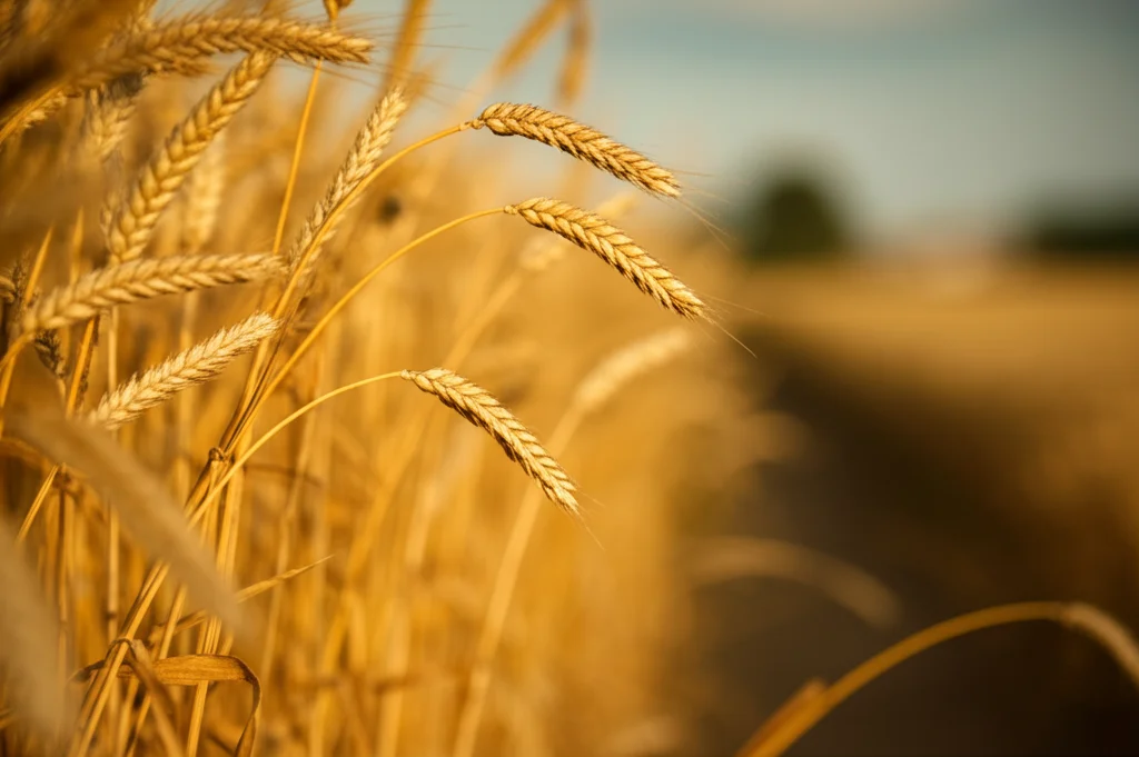 Primo piano di spighe di grano dorate e piene, simbolo di un raccolto abbondante, obiettivo macro 105mm, alta definizione dei chicchi, luce calda del tardo pomeriggio, sfondo sfocato del campo.