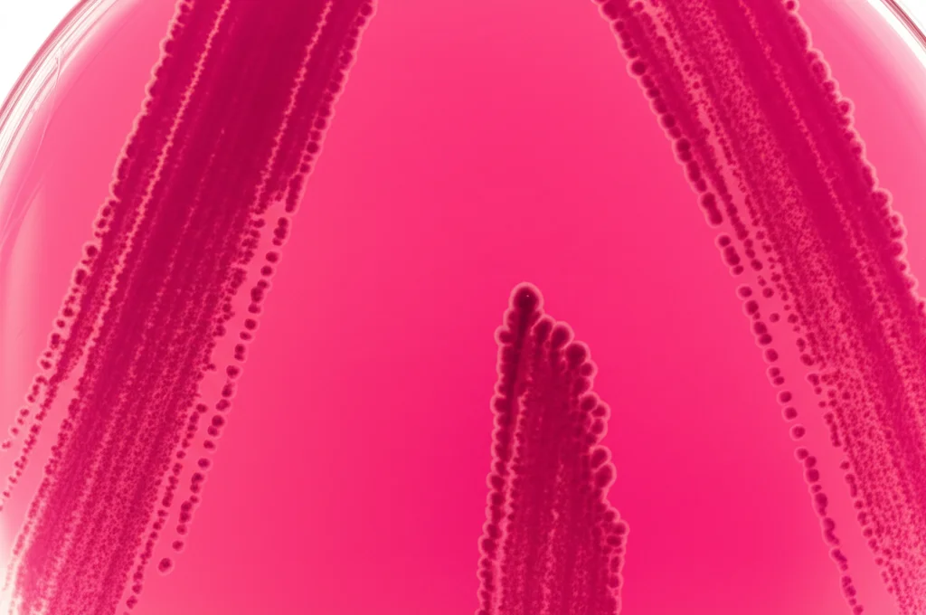 Immagine fotorealistica al microscopio, obiettivo macro 100mm, alta definizione, illuminazione controllata. Colonie batteriche di Klebsiella pneumoniae, di colore rosa mucoide su terreno MacConkey agar, alcune cellule mostrano segni di danneggiamento o inibizione della crescita dovuti all'azione di un composto antibatterico.