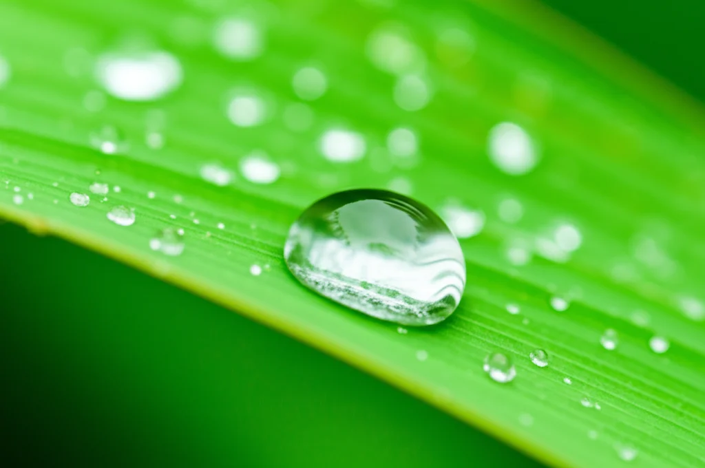 Fotografia macro di una goccia di rugiada su una foglia verde brillante, simbolo di fragilità ma anche di capacità di resistere, lente macro 100mm, alta definizione, messa a fuoco precisa, illuminazione naturale morbida.