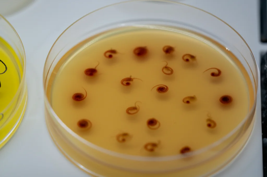 Macro fotografia, obiettivo 100mm, di una piastra di Petri contenente diversi embrioni umani in terreno di coltura all'interno di un incubatore da laboratorio FIVET, alta definizione, messa a fuoco precisa, illuminazione controllata e soffusa, che enfatizza l'ambiente delicato.