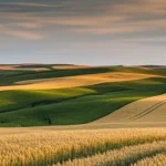 Paesaggio agricolo collinare nell'Oregon orientale al tramonto, con campi coltivati a rotazione (strisce alternate di grano dorato e legumi verdi visibili). Obiettivo grandangolare 20mm, luce calda e radente del tramonto che esalta le texture del terreno, messa a fuoco nitida su tutto il paesaggio, cielo con nuvole soffuse da lunga esposizione.