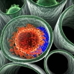 Visualizzazione 3D basata su dati multiomici che illustra il microambiente del testicolo embrionale di topo. Cellule progenitrici interstiziali (positive per NR2F2, colorate in blu) sono mostrate mentre si differenziano in cellule di Leydig fetali (negative per NR2F2, colorate in rosso/arancione con gocce lipidiche simulate). Attorno si vedono sezioni di tubuli seminiferi (grigio/verde). Lente virtuale con profondità di campo ridotta, illuminazione drammatica per evidenziare le cellule chiave.