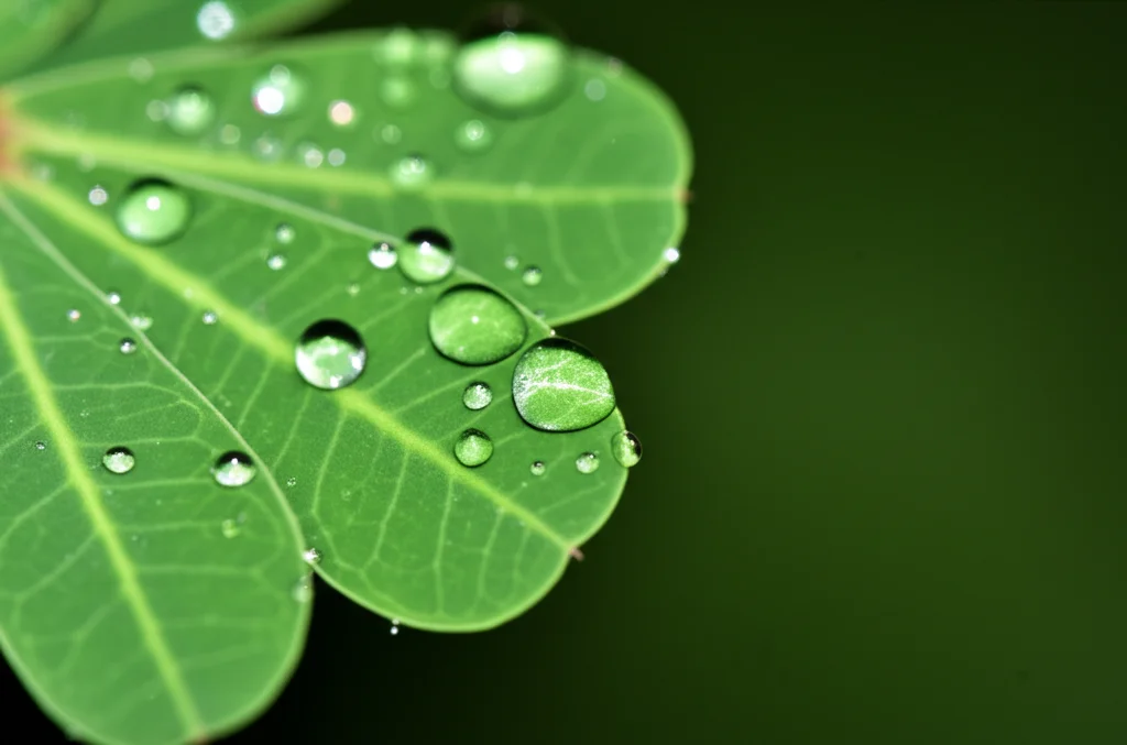 Macro fotografia di foglie verdi brillanti di Capparis spinosa, alcune con gocce di rugiada, su uno sfondo sfocato. Obiettivo macro 105mm, alta definizione, messa a fuoco precisa, illuminazione naturale controllata che esalta la texture della foglia.