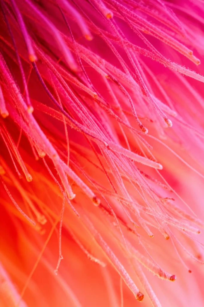 Scatto macro ravvicinato, obiettivo da 100 mm, di vibranti radici pelose di pioppo ibrido rosa che brillano sotto intense luci di coltivazione a LED in un ambiente di laboratorio, che mostrano accumulo di antociani, dettagli elevati, illuminazione controllata.