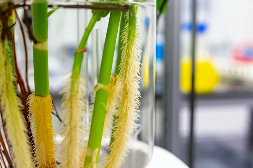 Immagine fotorealistica di un sistema di bioreattore a immersione temporanea Rita® con radici pelose di pioppo ibrido visibili all'interno della nave, background di laboratorio con messa a fuoco morbida, concentrazione sulla tecnologia, lenti macro da 60 mm, dettagli elevati.