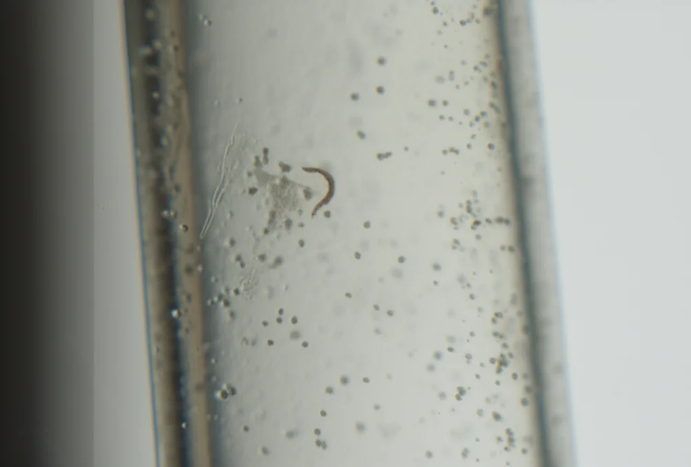 Lenti macro, 60 mm, dettagli elevati, messa a fuoco precisa, illuminazione controllata, che mostra un campione d'acqua da una falda acquifera in una fiala di vetro trasparente, con particelle di sedimenti visibili e debole biofilm microbico che si aggrappa al vetro, che rappresenta l'ambiente impegnativo studiato.