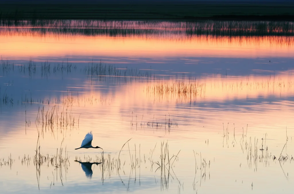 Paesaggio grandangolare di una zona umida cinese al crepuscolo, habitat naturale dell'ibis crestato. Acque calme che riflettono il cielo colorato, vegetazione palustre rada, forse qualche risaia in lontananza. Un singolo ibis crestato, piccolo nella scena, vola basso sull'acqua. Wide-angle lens 15mm, long exposure per rendere l'acqua setosa e le nuvole mosse, sharp focus sul paesaggio, atmosfera pacifica ma con un sottile senso di fragilità.