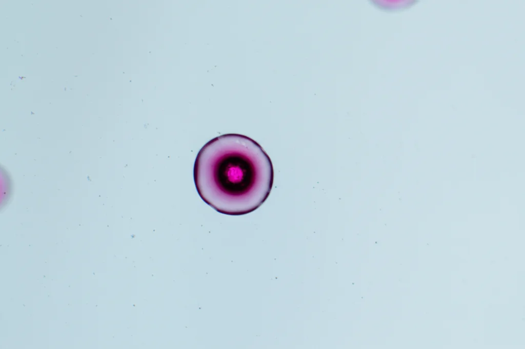 Fotografia macro di una goccia di sangue su un vetrino da microscopio, messa a fuoco precisa, illuminazione controllata da laboratorio, alta definizione, che simboleggia l'analisi dell'emoglobina per l'anemia.