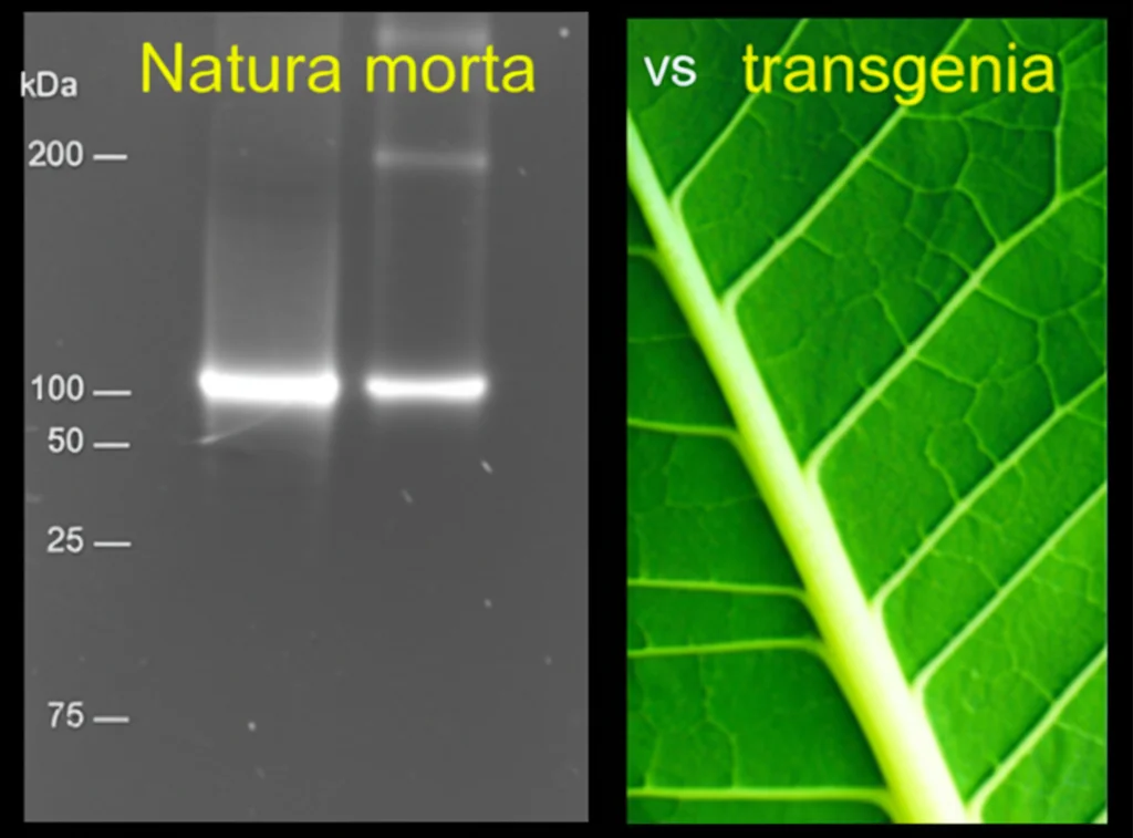 Natura morta, obiettivo macro 100mm, che mostra un risultato di Western blot con una banda chiara indicante l'espressione della proteina OMP25 accanto a una foglia di tabacco sana vs. una leggermente arricciata transgenica, alto dettaglio, illuminazione controllata.