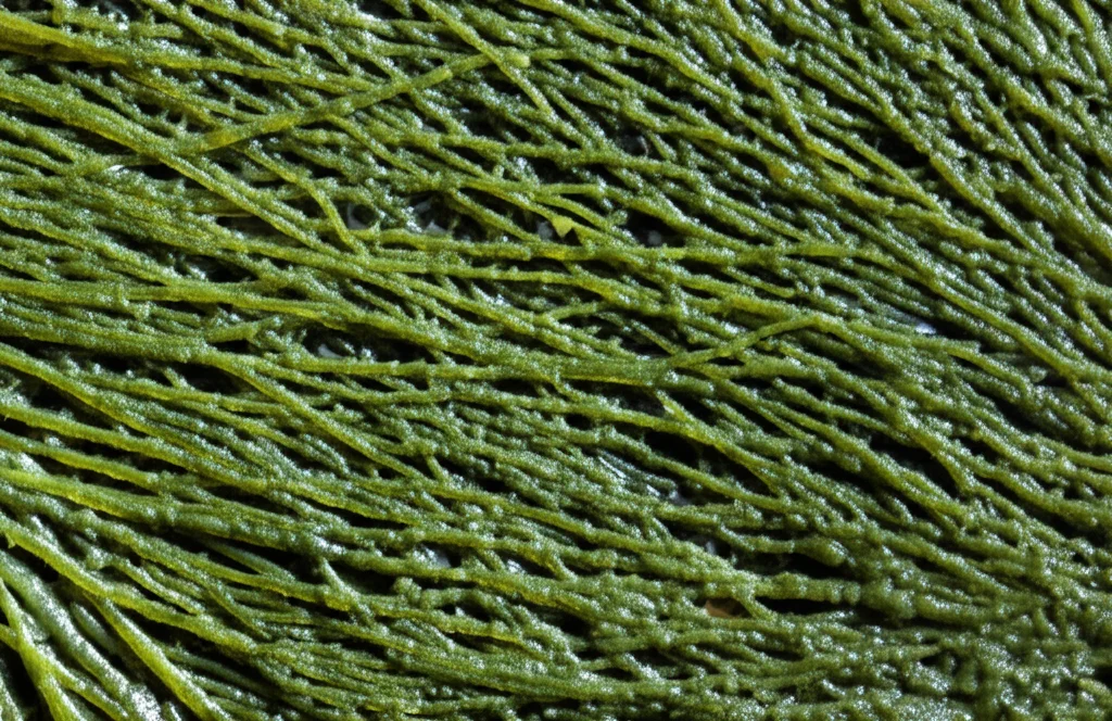 Primo piano estremo, fotografia macro (obiettivo 90mm), di colonie di cianobatteri filamentosi (simili a Nostoc o Rivularia) che formano uno strato superficiale gelatinoso e verdastro su una microbialite umida. Dettaglio elevato sulle singole guaine filamentose e sulla texture della superficie microbica. Illuminazione laterale per accentuare il rilievo e la lucentezza della biomassa.