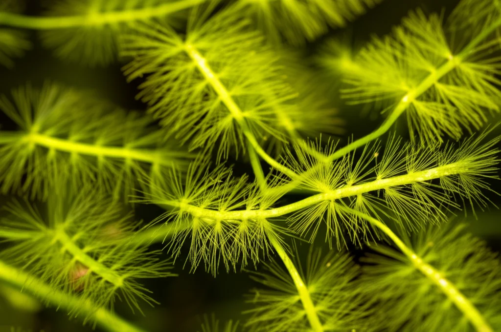 Fotografia subacquea di foglie capillari finemente divise di Ranunculus Batrachium che ondeggiano dolcemente nella corrente di un fiume limpido. Obiettivo macro 105mm, messa a fuoco precisa sulla struttura delle foglie, luce naturale filtrata dall'acqua che crea un'atmosfera eterea.