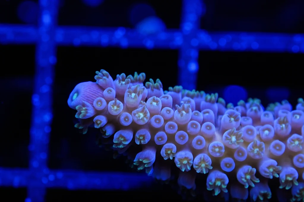 Macro fotografia di un frammento di corallo Acropora hyacinthus in un acquario sperimentale, illuminazione controllata, alta definizione, obiettivo macro 90mm, si vedono i piccoli polipi e la struttura delicata, alcuni appaiono leggermente più chiari a causa dello stress iniziale.