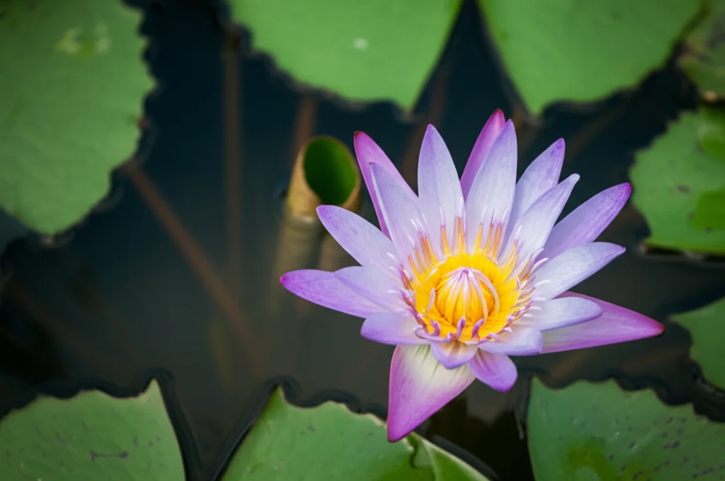 Primo piano macro di un delicato fiore di loto che emerge dall'acqua fangosa, simbolo di purezza e speranza nel contesto orientale, illuminazione controllata per evidenziare i dettagli dei petali, obiettivo macro 100mm, alta definizione.