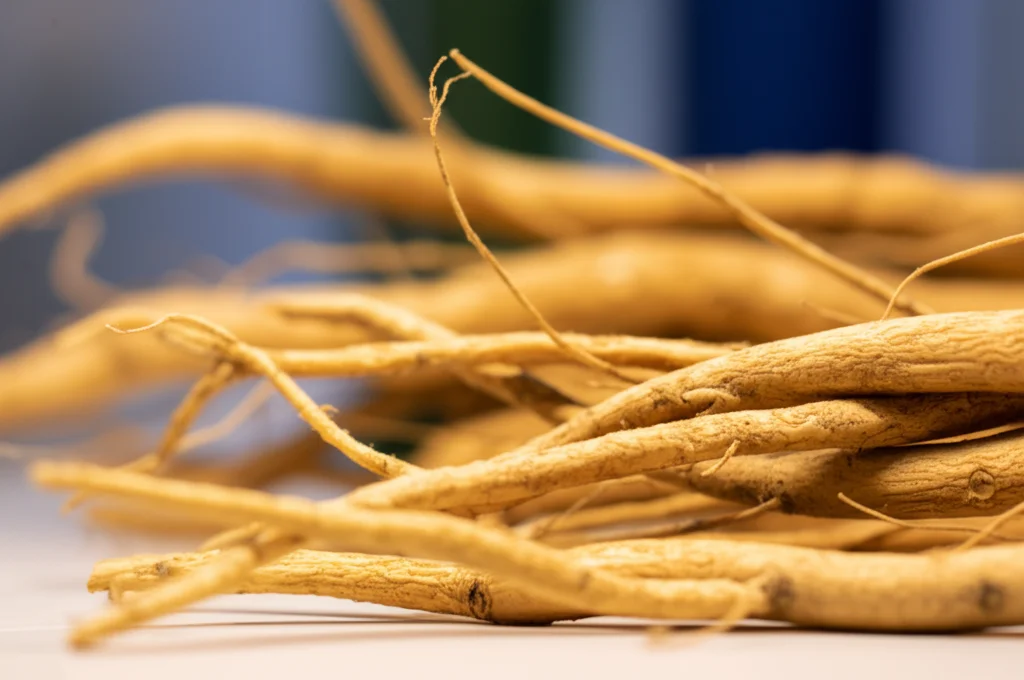 Fotografia macro dettagliata dei rizomi freschi di Angelica sinensis su un tavolo da laboratorio. Macro lens, 100mm, high detail, precise focusing, controlled lighting, sfondo leggermente sfocato.