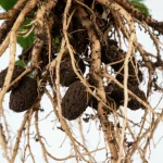 Primo piano di radici di pianta di fava (Vicia faba) appena estratte dal terreno fertile, con numerosi noduli radicali ben visibili. Lente macro 105mm, alta definizione, illuminazione laterale controllata per enfatizzare la texture dei noduli e delle radici.