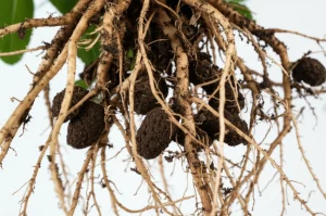 Primo piano di radici di pianta di fava (Vicia faba) appena estratte dal terreno fertile, con numerosi noduli radicali ben visibili. Lente macro 105mm, alta definizione, illuminazione laterale controllata per enfatizzare la texture dei noduli e delle radici.