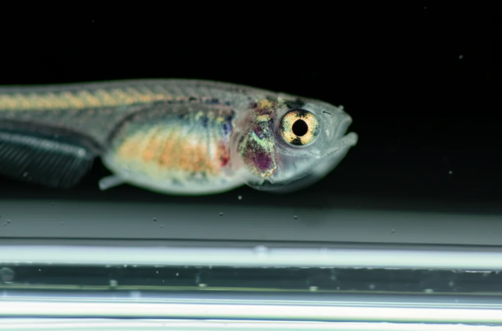 Primo piano macro di una larva di zebrafish trasparente in una piastra di Petri, illuminazione scientifica controllata che ne evidenzia i dettagli. Obiettivo macro 90mm, alta definizione, focus sulla testa e sul sistema nervoso visibile, simboleggia la ricerca neurologica su autismo ed epilessia.