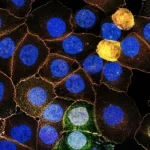 Visualizzazione artistica ad alta risoluzione di cellule staminali umane (ESC e ffEPSC) che mostrano eterogeneità, con alcune cellule che brillano diversamente per indicare stati pluripotenti distinti, sfondo scuro da laboratorio, macro lens, 80mm, high detail, precise focusing.