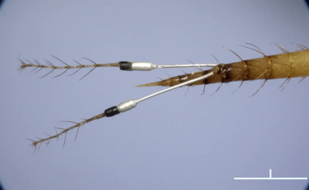 Primo piano estremo dell'antenna di una Bactrocera dorsalis montata su elettrodi per una registrazione EAG in laboratorio. Obiettivo macro 105mm, alta definizione, messa a fuoco precisa sull'antenna e sugli elettrodi Ag/AgCl, illuminazione da microscopio.