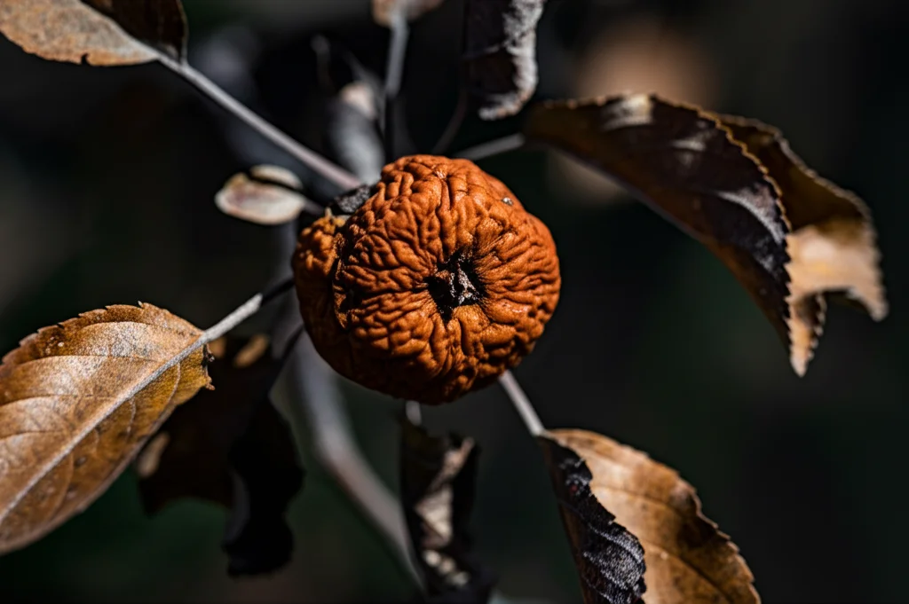 Fotografia macro di una piccola mela disidratata ancora sull'albero, con foglie secche e marroni sullo sfondo, simbolo degli effetti della siccità estrema. Obiettivo macro 105mm, illuminazione drammatica, dettagli elevati sulla buccia raggrinzita del frutto.