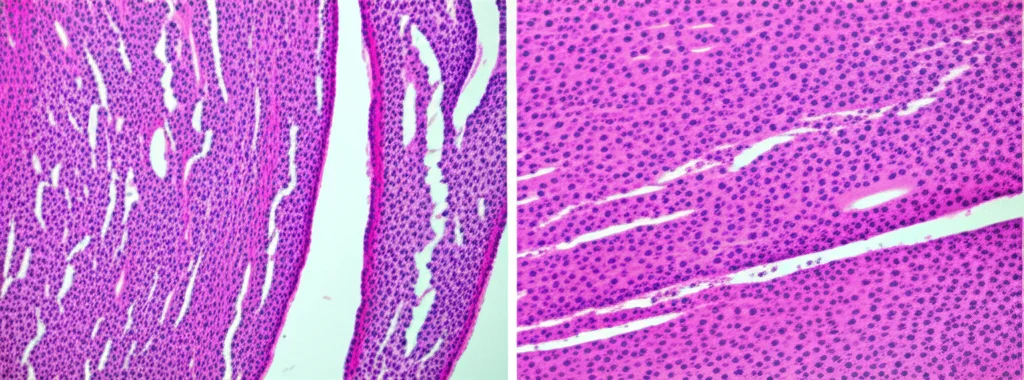 Sezione istologica simulata di tessuto mammario di ratto dopo trattamento con BDMC-AgSeNPs, vista al microscopio ottico, colorazione Ematossilina-Eosina simulata, alta definizione, che mostra dotti epiteliali dall'aspetto normale con aree di ialinizzazione stromale, obiettivo 40x simulato.