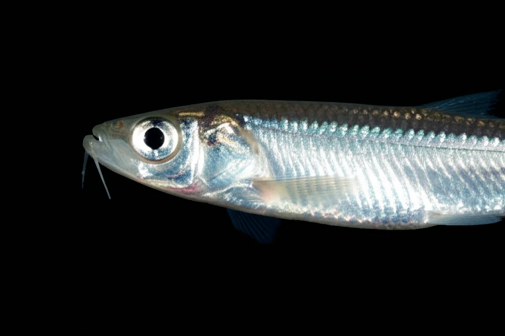 Fotografia macro di un Coilia brachygnathus, un piccolo pesce argentato tipico del Lago Poyang, catturato con obiettivo macro 90mm. Alta definizione delle squame e della pinna delicata, illuminazione laterale controllata per enfatizzare la forma sottile del pesce.