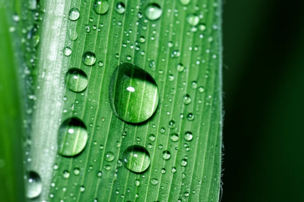 Macro lens, 80mm, primo piano dettagliato di gocce di concime liquido organico scuro (FOLM) su una foglia verde di mais, illuminazione controllata per evidenziare la texture liquida e la foglia.