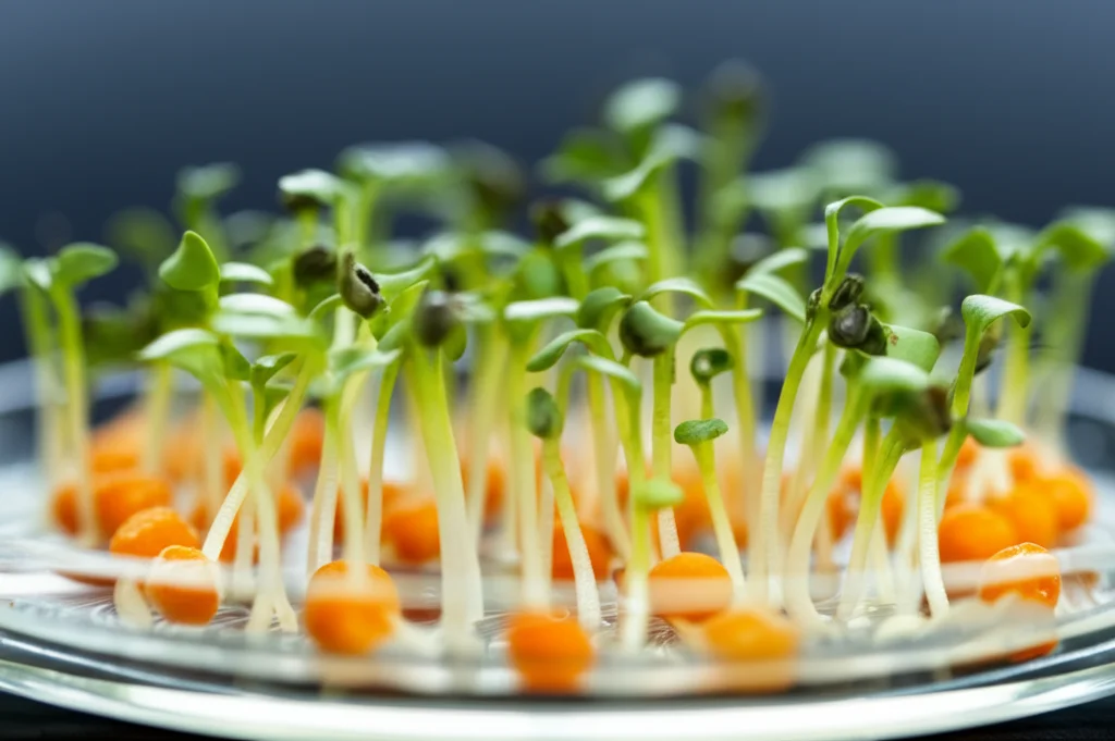 Fotografia macro di giovani piantine di carota che crescono in una piastra di Petri in laboratorio, alta definizione, messa a fuoco precisa sui piccoli germogli verdi, illuminazione controllata da laboratorio, obiettivo macro 60mm.