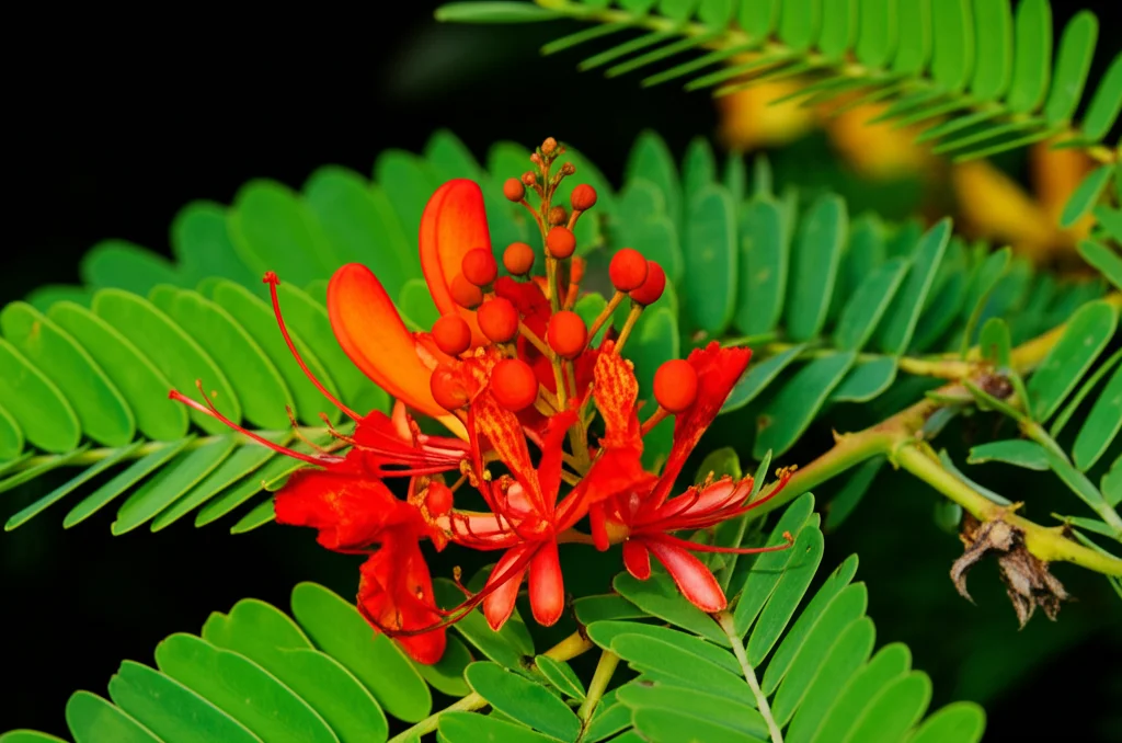Macro fotografia, obiettivo da 85 mm, di vivaci fiori di eritrina rossa in contrasto contro foglie verdi, illuminazione controllata che evidenzia la consistenza dei petali, suggerendo fonti naturali per la ricerca scientifica. Dettagli elevati, concentrazione precisa.
