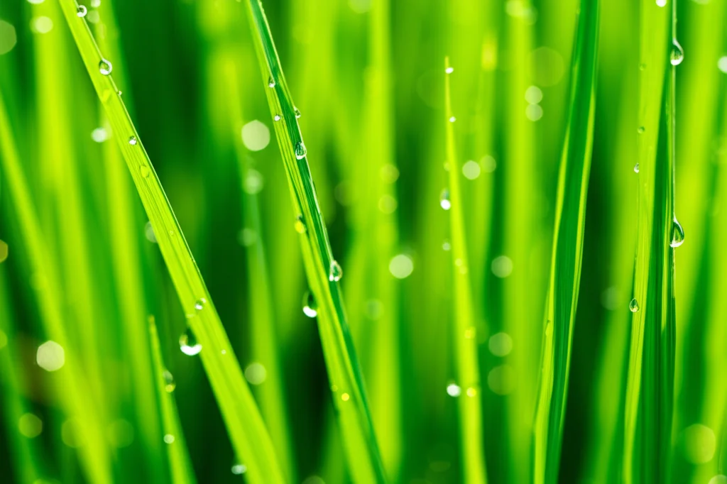 Fotografia macro di una pianta di riso giovane in un campo sperimentale, con goccioline d'acqua sulle foglie verdi brillanti, obiettivo macro 100mm, alta definizione, messa a fuoco precisa sui dettagli della foglia, illuminazione controllata.