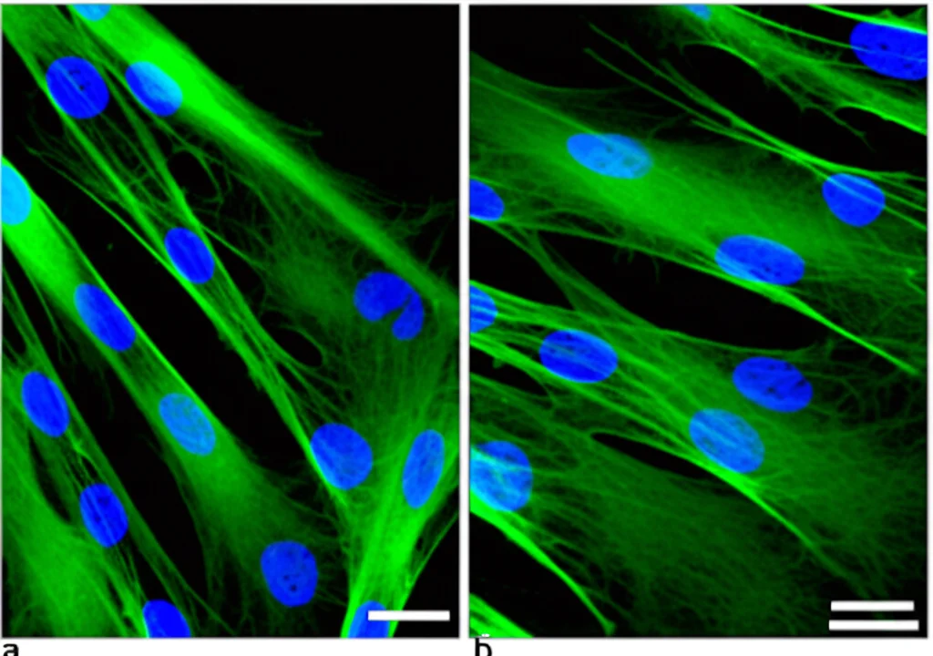Immagine al microscopio a fluorescenza ad alta risoluzione di miotubi C2C12 ben differenziati e allineati. La catena pesante della miosina (MHC) è colorata in verde brillante, mostrando fibre spesse e multinucleate. I nuclei cellulari sono colorati in blu (DAPI) e sono chiaramente visibili all'interno dei miotubi, indicando una buona fusione. Sfondo nero per massimo contrasto. Lente obiettivo 40x.