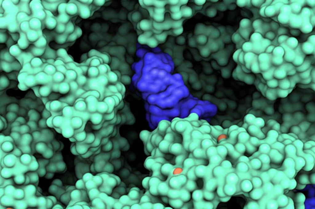 Sovrapposizione strutturale che mostra come la molecola GB88 (ciano) si adatti alla tasca di legame di PAR2 (superficie trasparente) in modo simile al ligando ancorato naturale (verde). Macro lens, 100mm, focus preciso sulle interazioni atomiche, illuminazione che evidenzia la mimica molecolare.