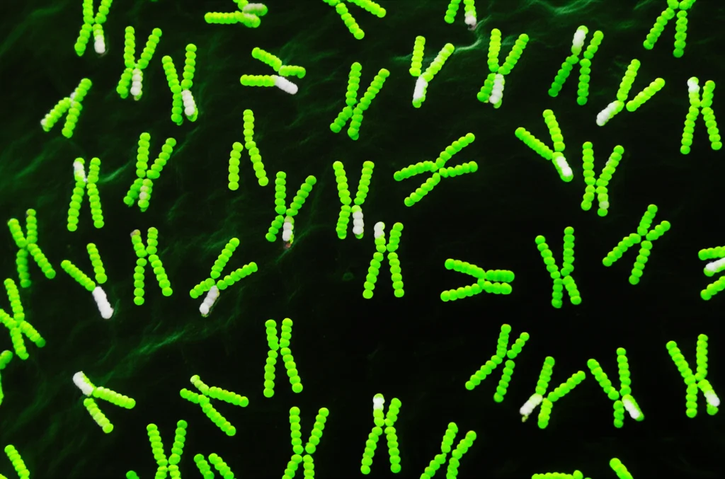 Visualizzazione con lente macro da 100mm di nanocorpi (rappresentati come piccole molecole a forma di Y) che si legano specificamente alla superficie della proteina PfPIMMS43 su un oocinete di Plasmodium, alto dettaglio, rappresentazione concettuale dell'azione bloccante, illuminazione controllata.