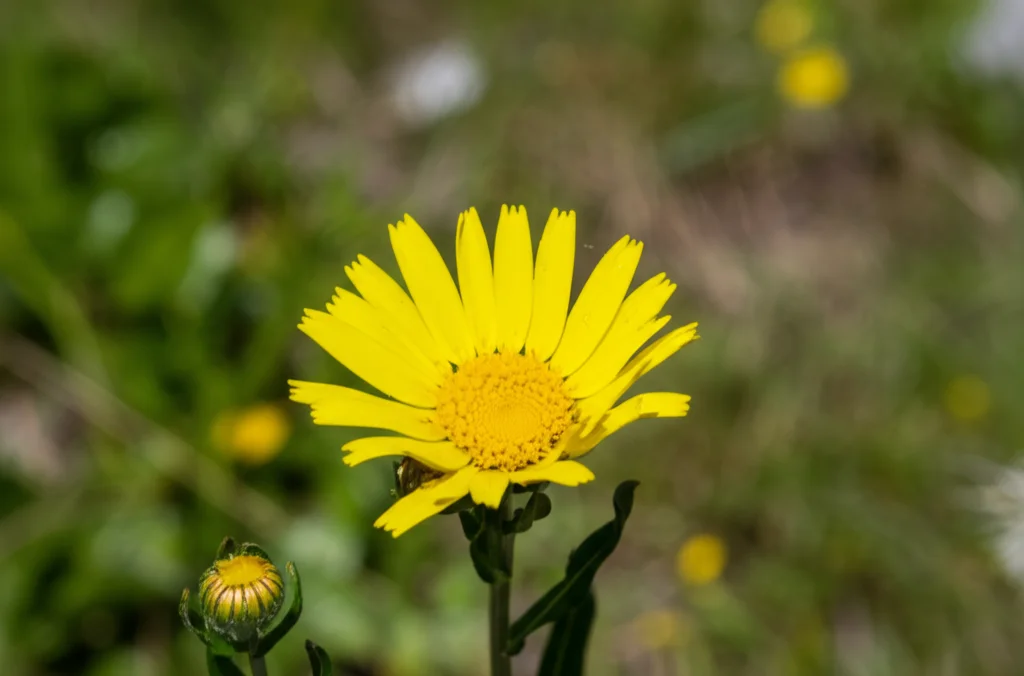 Immagine macro di un fiore giallo brillante di Arnica montana su uno sfondo sfocato di prato alpino. Obiettivo macro 100mm, alta definizione, luce naturale controllata, messa a fuoco precisa sul pistillo.