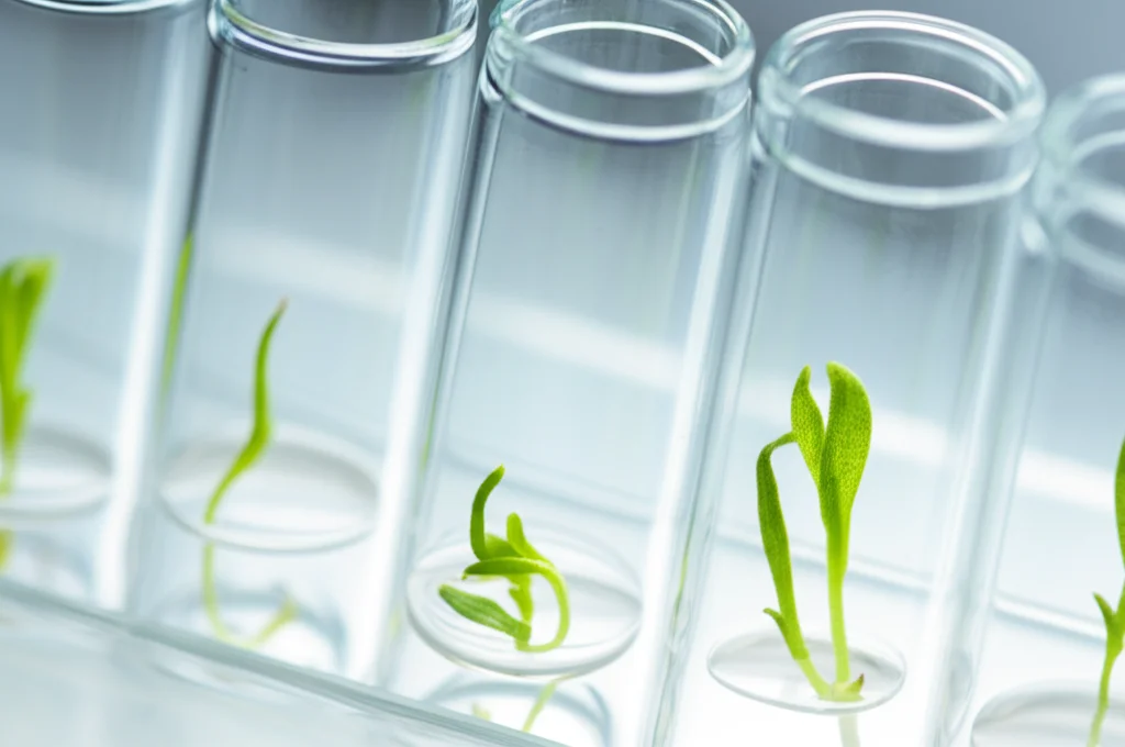 Scena di laboratorio con provette di vetro contenenti piccoli germogli verdi di Arnica montana su un terreno di coltura gelatinoso. Illuminazione da laboratorio controllata, obiettivo macro 80mm, messa a fuoco precisa sui germogli.