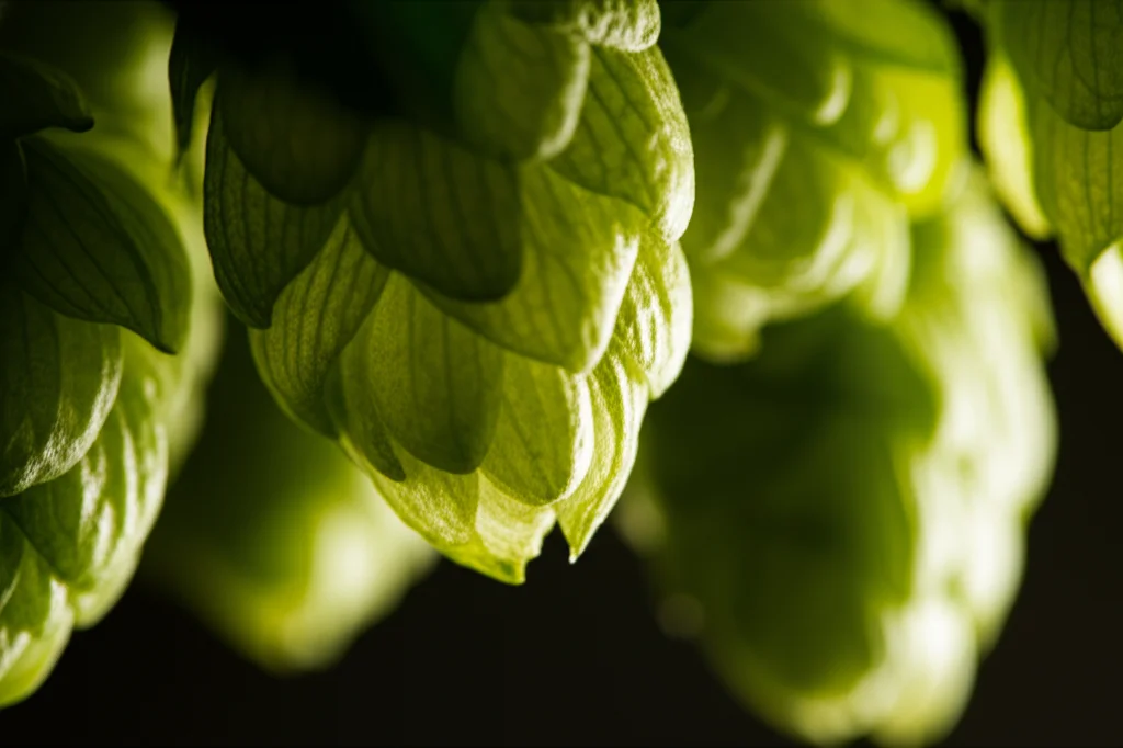 Macro fotografia di coni di luppolo verdi e gialli illuminati lateralmente su sfondo scuro, obiettivo macro 100mm, alta definizione per mostrare i dettagli delle brattee e della lupulina, luce controllata per creare ombre suggestive.