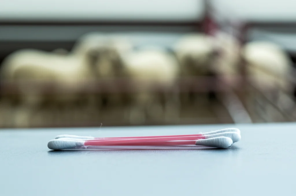 Fotografia macro di tamponi cervicali sterili appoggiati su un tavolo da laboratorio, con sfondo sfocato che mostra pecore di razza Suffolk e NWS in un recinto pulito. Illuminazione controllata da studio, obiettivo macro 90mm, alta definizione dei dettagli sul cotone del tampone.