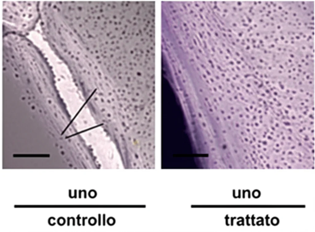 Immagine al microscopio di cellule di cancro alla tiroide TPC-1 dopo un esperimento di wound healing. Si vedono due gruppi di cellule: uno di controllo che ha quasi chiuso la 'ferita' e uno trattato (es. knockdown di IL1RN) dove la migrazione è inibita. Obiettivo 20x, illuminazione a contrasto di fase, alta definizione.